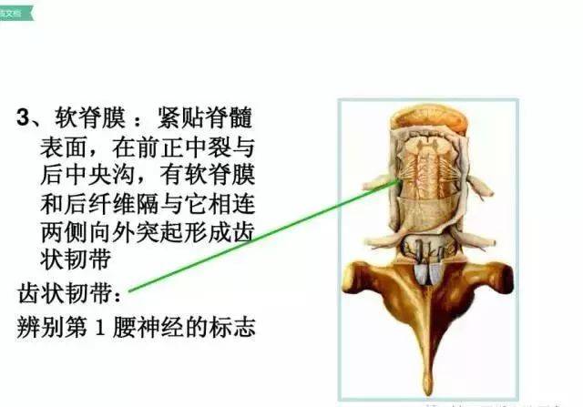 腰椎的解剖及腰部的层次图解