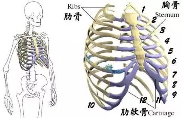 位于胸腔最下端的12浮肋是一对褪化的肋软骨,并不构成肋弓,如同人体