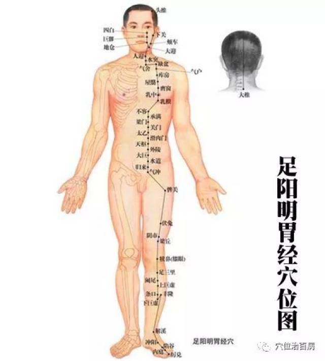 三伏天敲打胃经