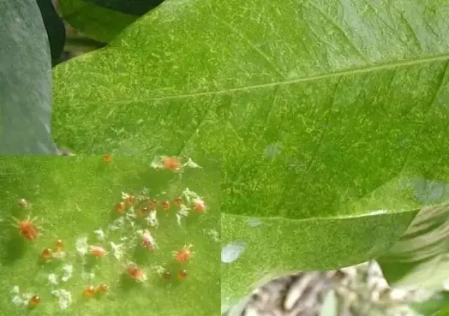 红蜘蛛,黄蜘蛛,介壳虫,卷叶蚜等主要危害柑橘叶片,枝梢和果实.