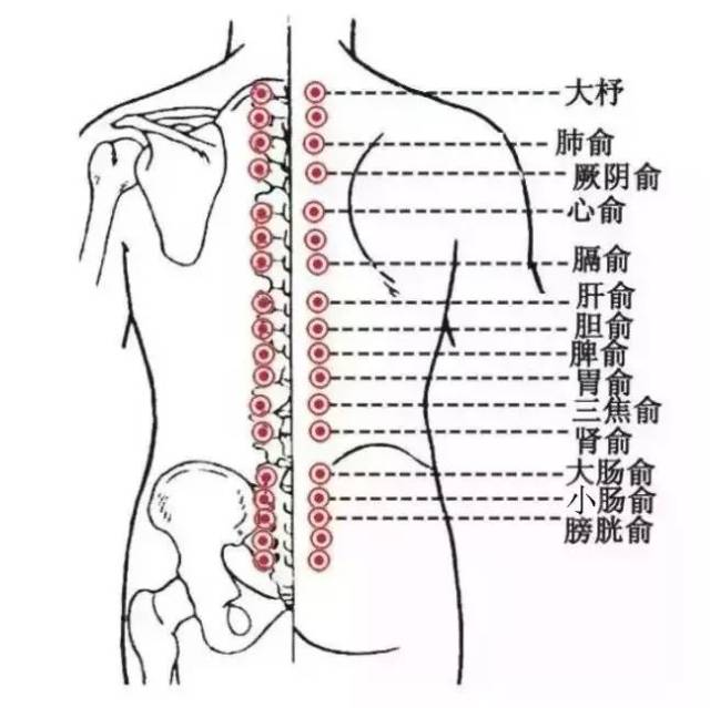 所以,捏脊,实际上就是在"按摩调理"我们的五脏六腑. 2.