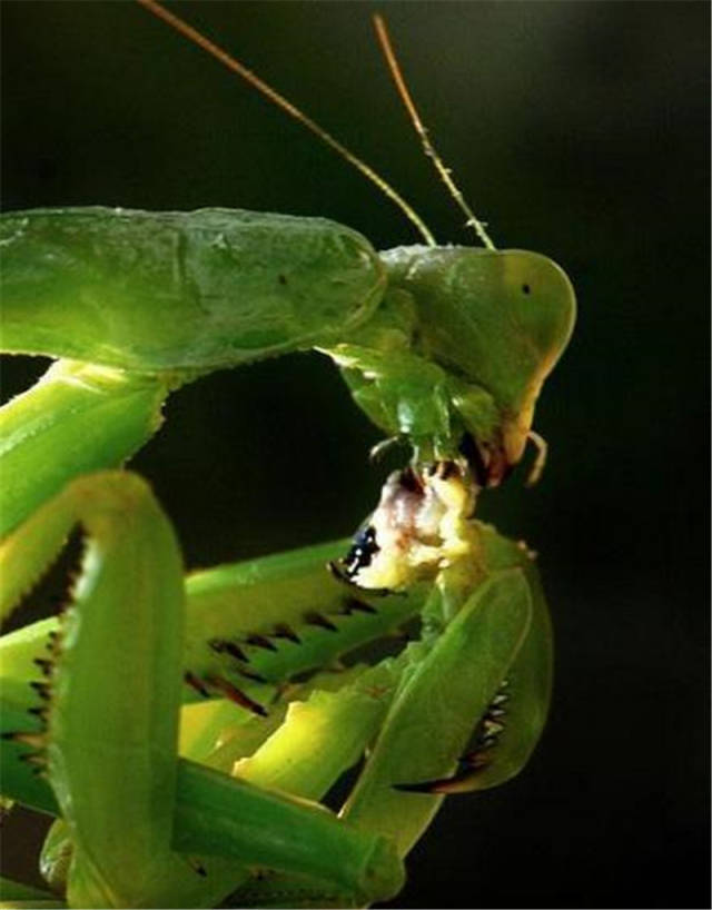螳螂相爱之后,疯狂交配过程中,母螳螂一口一口将其活活吞食