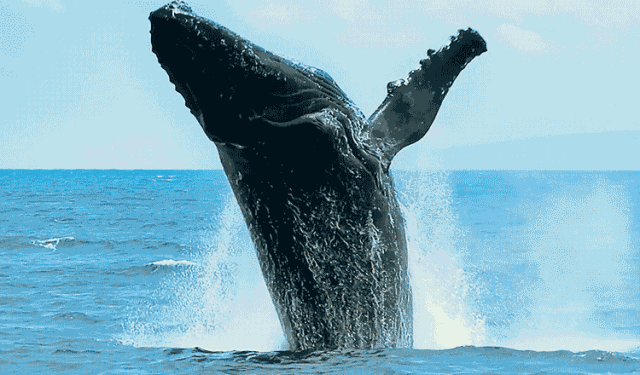 壁纸 动物 海洋动物 鲸鱼 桌面 640_375 gif 动态图 动图