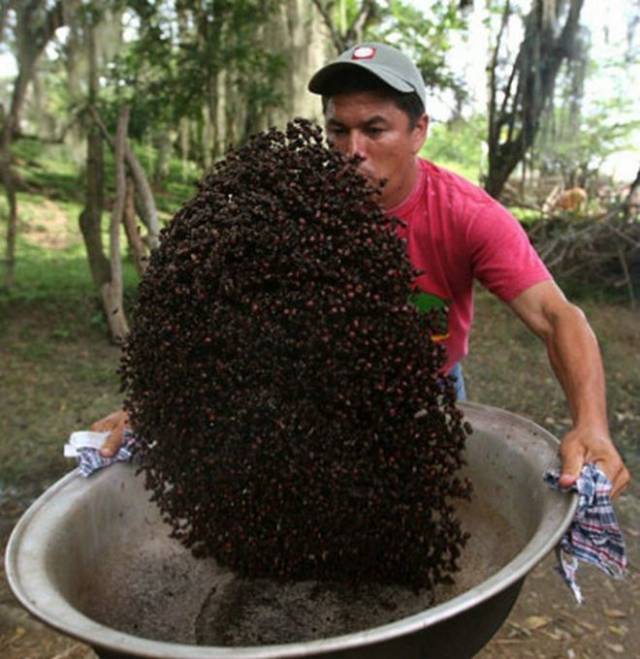 哥伦比亚人吃蚂蚁成瘾,第一种被人类吃到需要养殖的