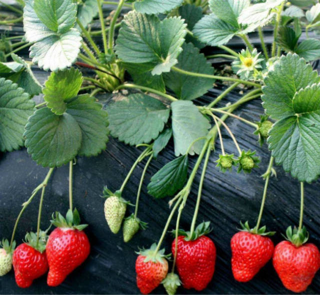 草莓种植:如何提高草莓产量?可以用草莓分株繁殖技术