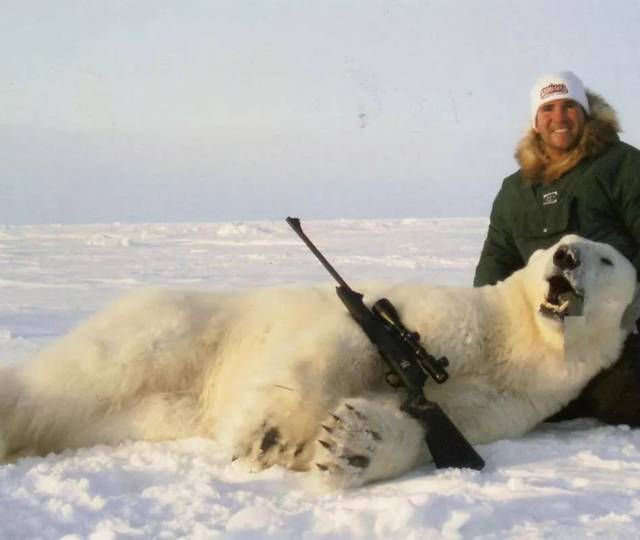 从俄罗斯到北美,人们因此对北极熊大开杀戒.