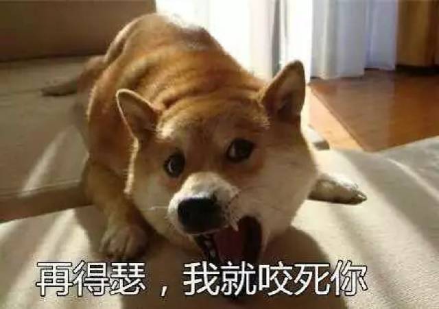 养狗之后才发现自己是神经病.谁来救救我!