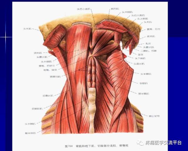 第二讲-项背部肌肉应用解剖(图文)