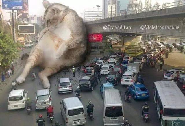 整个世界都要被猫占领啦!
