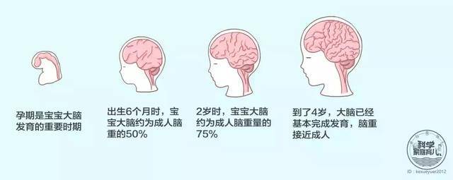 可见,宝宝在妈妈肚子里就开始进行大脑发育了,但这是一个漫长的过程