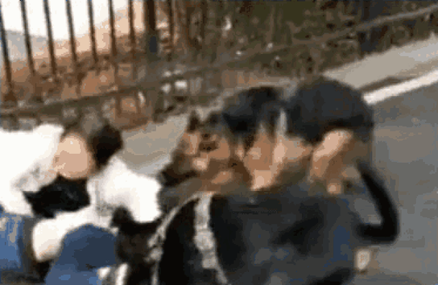 突发!东莞藏獒咬人!四人被扑到鲜血直流!