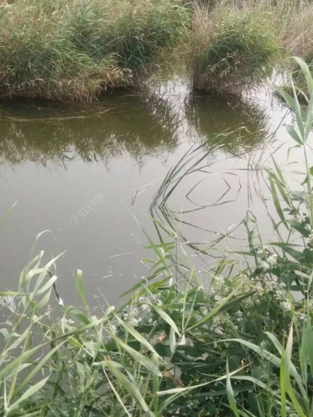 观察实际鱼情巧用芦苇叶作钓,第一次钓到这么多草鱼!