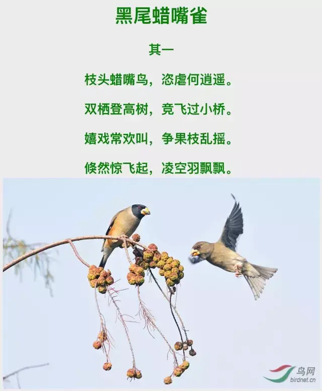 古诗里常写的鸟,是长的什么样?