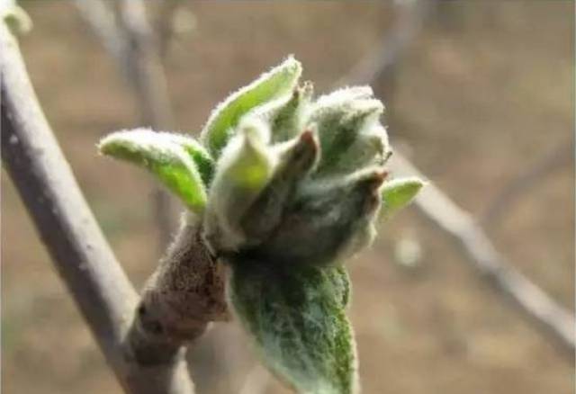 春天,鳞芽萌发.白粉病的病原菌分生孢子随风在果园内扩散传播.