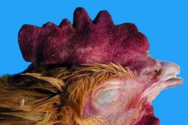鸡得了禽流感具体表现症状