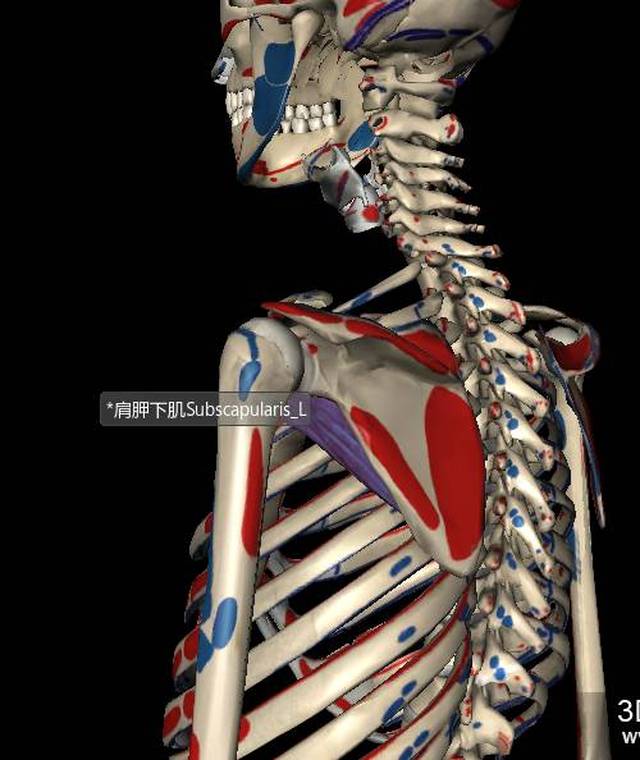 subscapular muscle