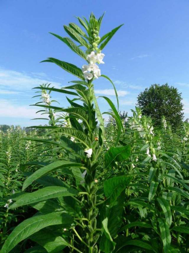 芝麻开花节节高的旺财运近期你会有吗?