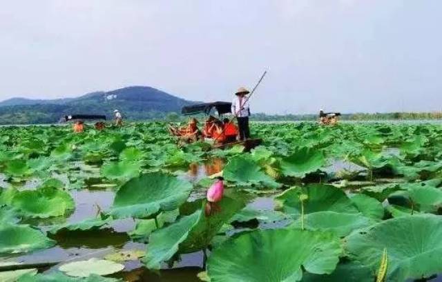 蔡甸金龙水寨景区