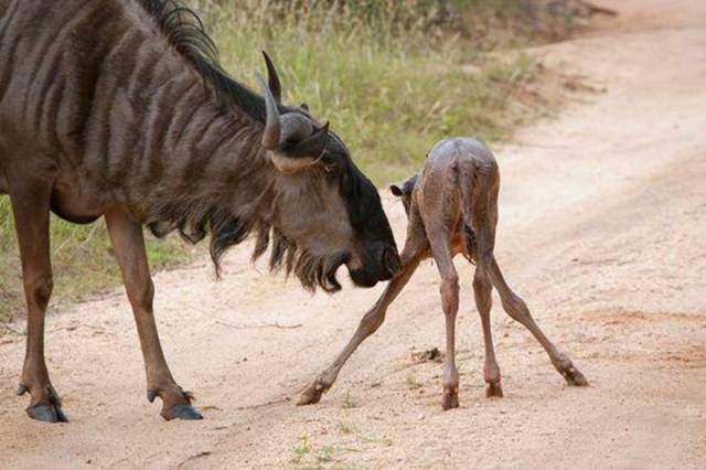 小角马出生后,趴在地上站不起来,母角马守旁边耐心教导