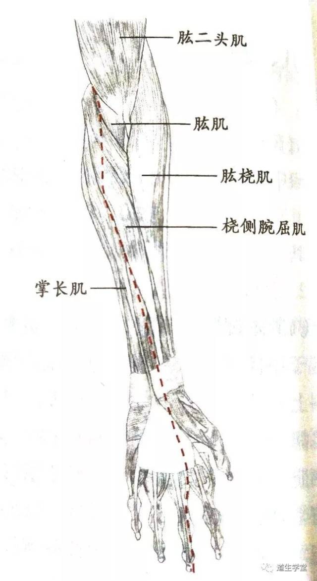 少阴之间,进入肘关节肱二头肌腱尺侧凹陷;(前臂部)行于掌长肌和桡侧腕