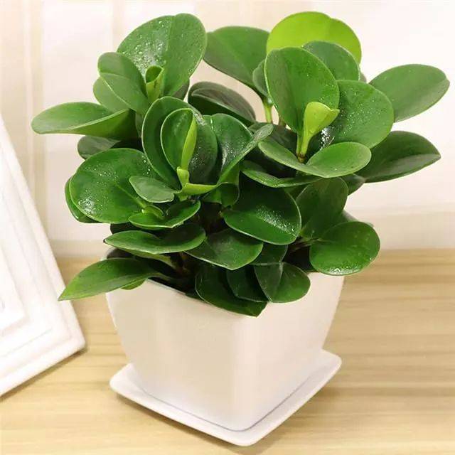 豆瓣绿长高了怎么办,一招就能搞定!