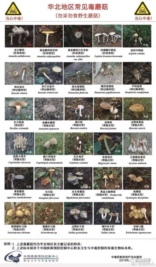 中国的100多种毒蘑菇图鉴,千万别吃