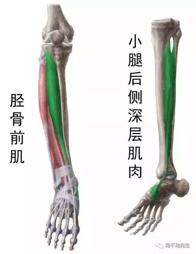 脚步落地声太大?可能是你踝关节力量不好