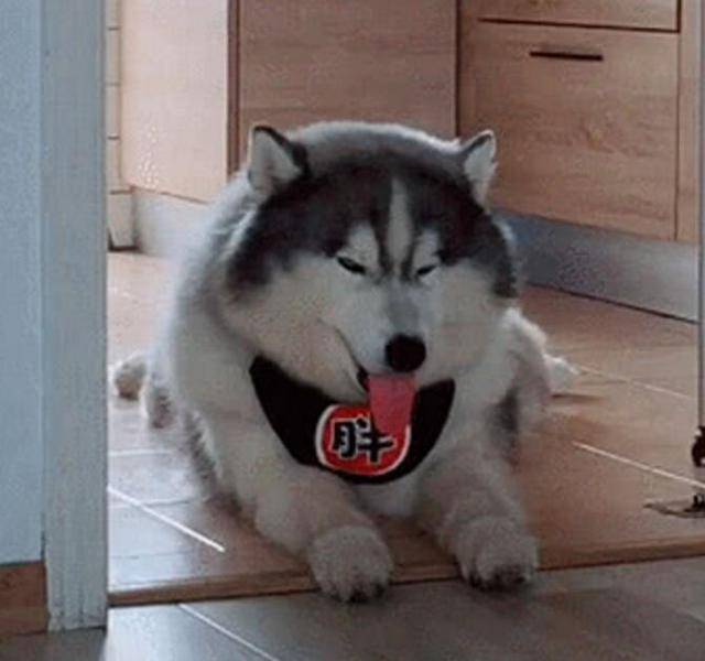 想哈士奇不拆家,就让它吃成哈士球,二哈:胖成猪还拆个