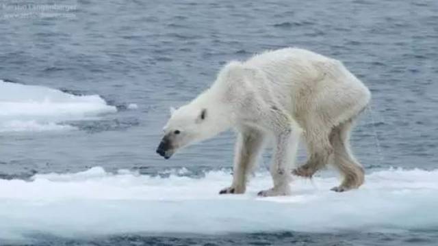 32℃兔子惊现北极,"北极熊灭绝"刷爆高温圈背后:我们所有人都是刽子手吉泽明步女郎朋友图片