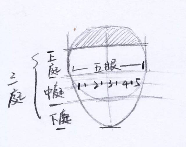 2.三庭五眼