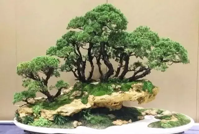 【集一设计】丛林式盆景,一个盆景就是一片微缩深林!