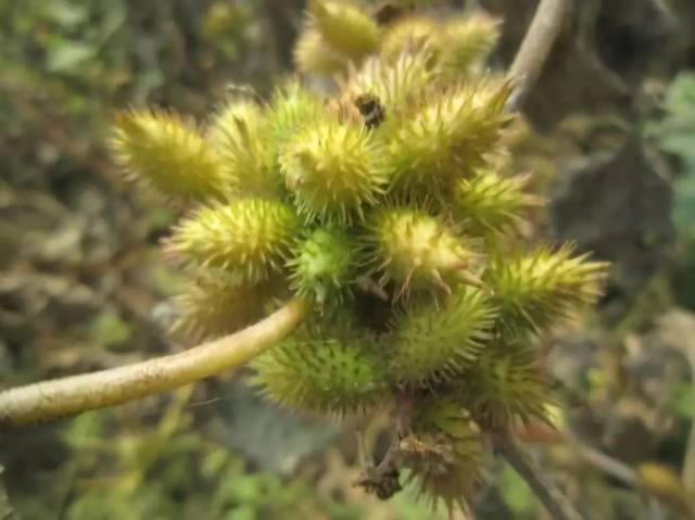 除了稔子 这些野果,植物也满满都是童年的味道 苍耳子 别称苍子,牛