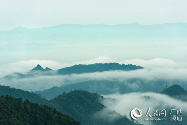 广西上思:十万大山里的"空中草原"图片