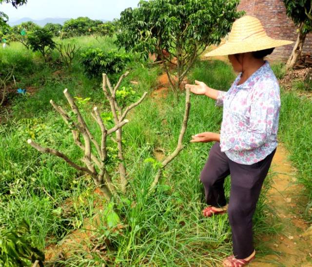 采摘过后对果树进行修剪,隔一年才能重新挂果