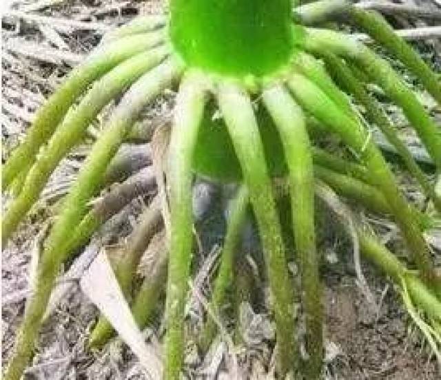 玉米抗倒不抗倒有四看 根系发达的抗倒能力就强,相反抗倒能力差; 茎