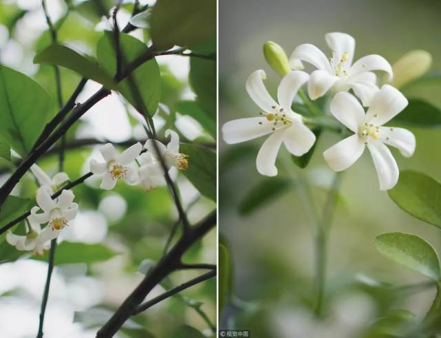 七里香的花瓣比橙花更长, 是姐妹中个头更高更瘦的「姐姐」.