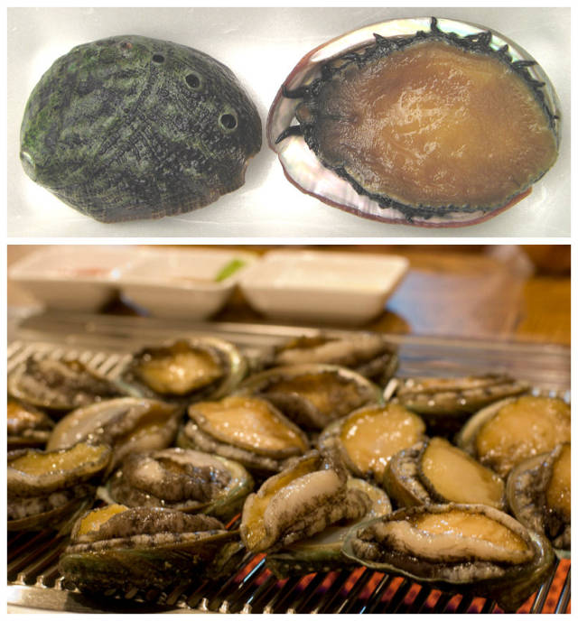 诱惑"毒"食——鲍鱼