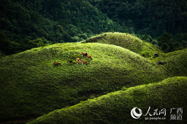 广西上思:十万大山里的