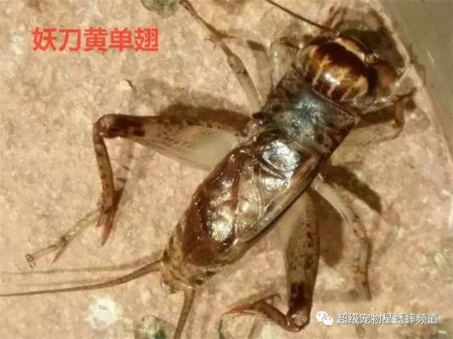 常有虫友问陆先生关于安徽亳州虫的情况,最近几年仅在上海市场上看到
