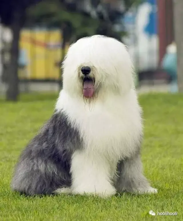 英国古代牧羊犬/old english sheepdog