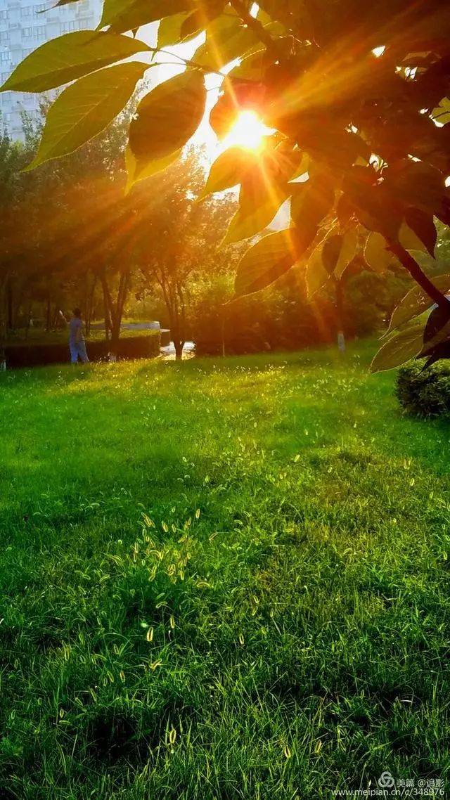 清晨的金灿灿阳光,夏日公园处处是美景