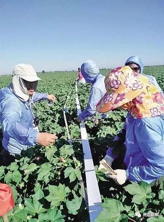 【分享】农药用的少,棉花还长得好,他们是怎么做到的?