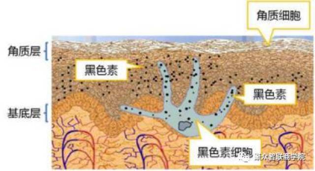 黑色素在黑色素母细胞里,每10个基底层细胞中就会有一个黑色素母细胞