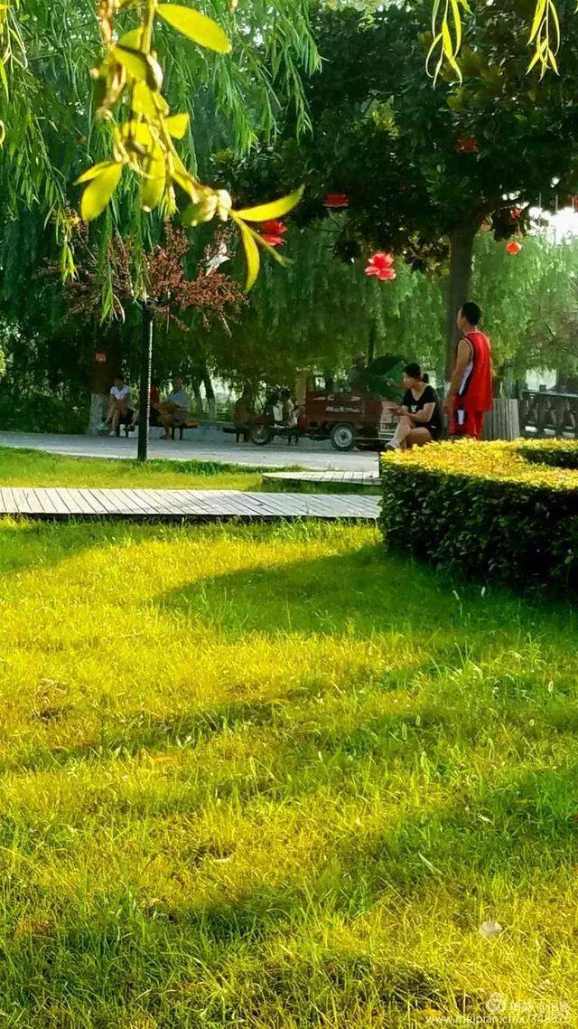 清晨的金灿灿阳光,夏日公园处处是美景