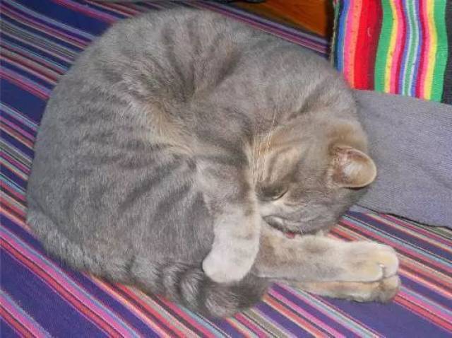 怪答赢好礼:猫咪睡觉时为什么要把身体蜷成团?