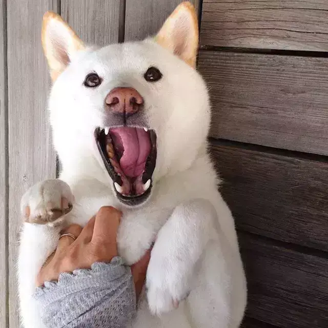 一白遮百丑,却遮挡不住柴犬的蠢萌劲!