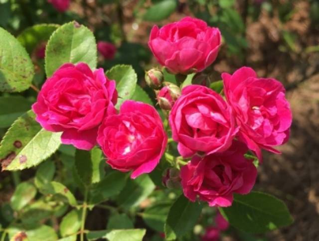 了解反季节移栽月季有哪些注意事项 ?(图1) 了解反季节移栽月季有哪些注意事项 ?(图1)