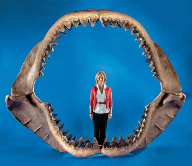 巨齿鲨:地球上生存过的最强杀手!