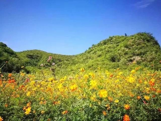 万寿菊,格桑花,巴西菊,荷兰菊等 10余种景观花卉错落有致的分散在道路