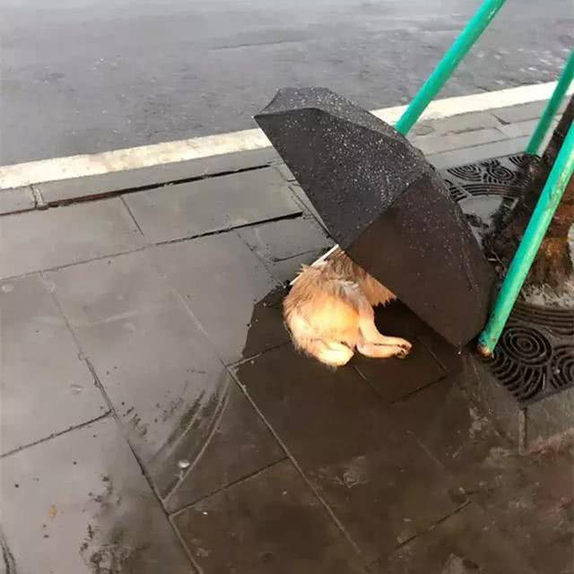 流浪狗在雨中瑟瑟发抖,网友恰好路过,默默留下了手中的雨伞!